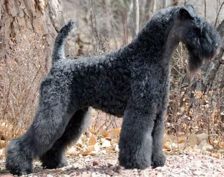Kerry Blue Terrier (41 foto's): Breed beskrywing. Tipes haircuts van blou honde. Inhoud van puhnkov 23042_6