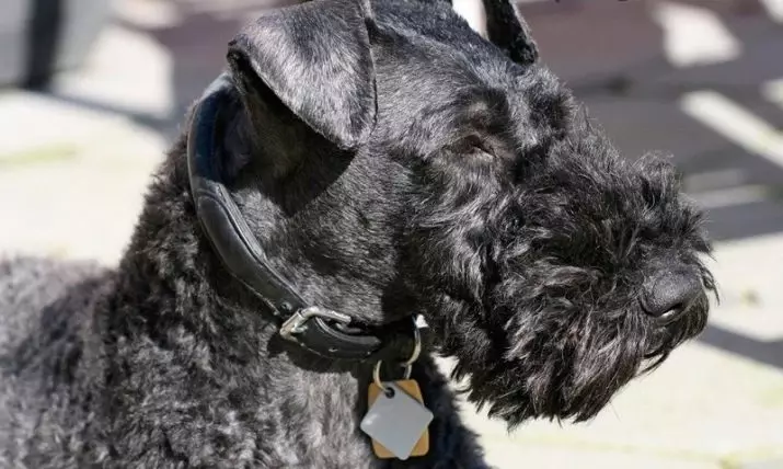 Kerry Blue Terrier (41 Lluniau): Bridio Disgrifiad. Mathau o doriadau gwallt cŵn glas. Cynnwys Puhnkov 23042_8