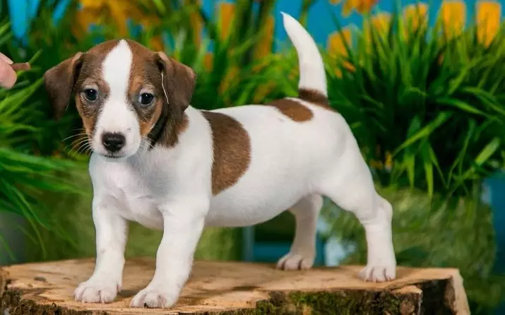 Smellir fyrir Jack Russell Terrier: Fallegt og fyndið nöfn fyrir hunda Girls og Boys