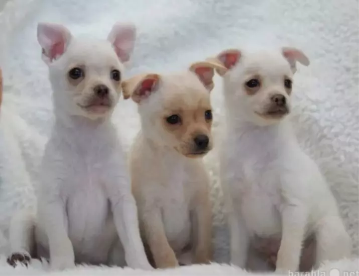 I-Toy Toy Terriers (iifoto ezingama-21): Iimpawu ezahlukileyo zezinja ezimhlophe, imixholo ye-Puppies 23053_10