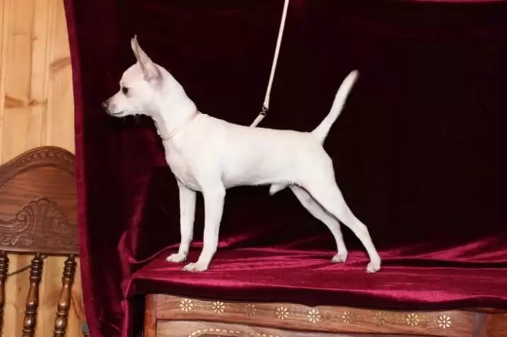White Toy Terrier (21 billeder): særprægede træk ved hvide farvehunde, hvalpe indhold 23053_11