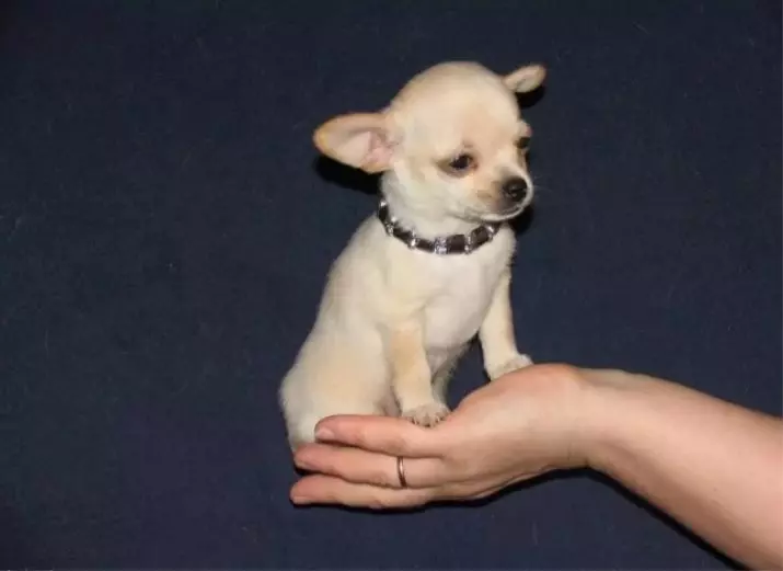 Bela igrača Terrier (21 fotografij): Posebnosti belih barvnih psov, vsebina mladičev 23053_18