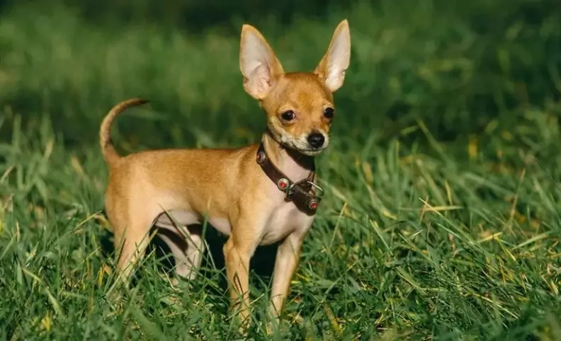 Ак оюнчук Terrier (21 сүрөт): Ак түстөгү иттер, күчүктөрдүн мазмуну 23053_2