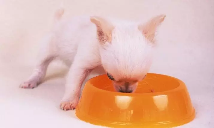 Bela igrača Terrier (21 fotografij): Posebnosti belih barvnih psov, vsebina mladičev 23053_21