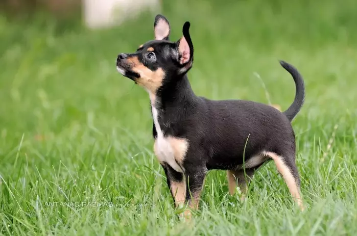 I-Toy Toy Terriers (iifoto ezingama-21): Iimpawu ezahlukileyo zezinja ezimhlophe, imixholo ye-Puppies 23053_3