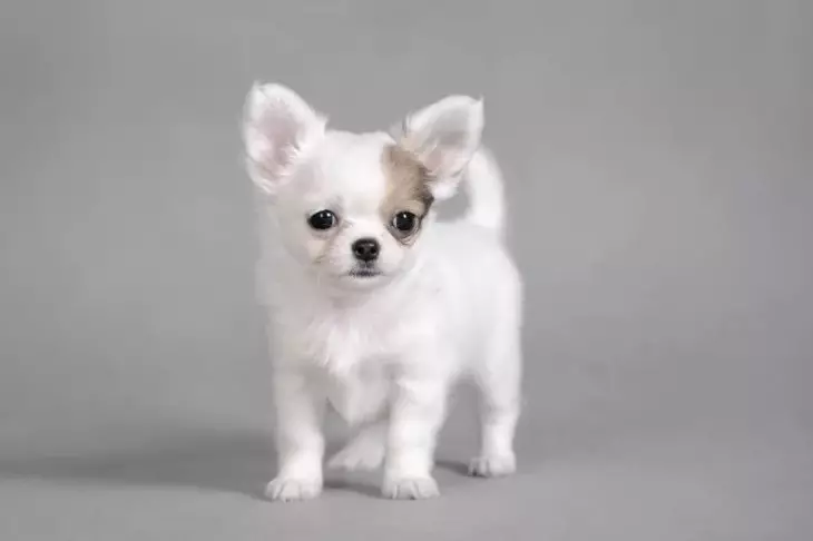 白色玩具梗（21张照片）：白色狗的独特功能，小狗含量 23053_6
