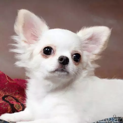 Bela igrača Terrier (21 fotografij): Posebnosti belih barvnih psov, vsebina mladičev 23053_7
