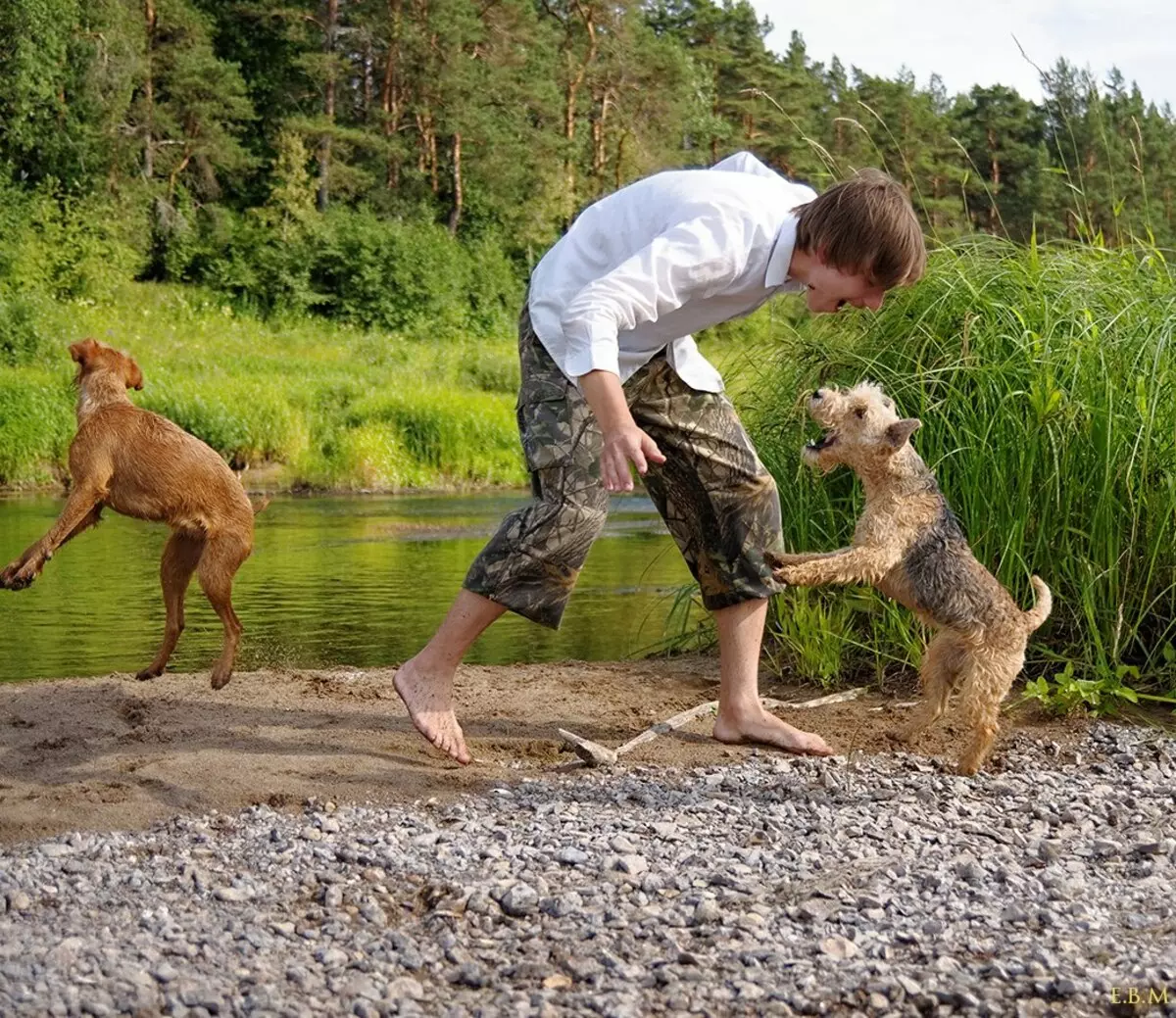 Lakeland Terrier (27 Foto): Penerangan mengenai Baka Anjing, Kandungan dan Penjagaan Puppies 23055_11