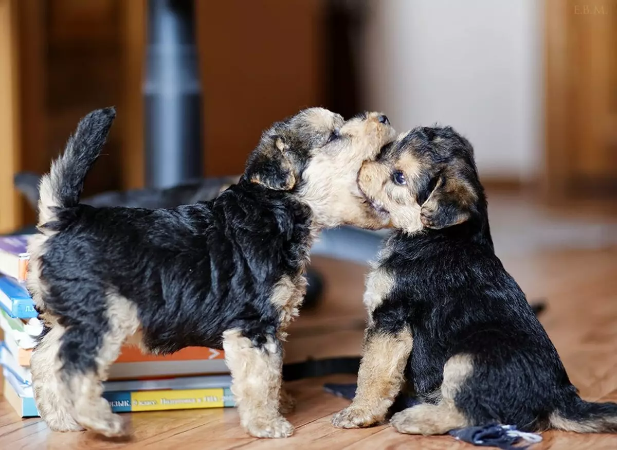 Lakeland Terrier (27 Fotos): Beschreibung der Rasse von Hunden, Inhalt und Pflege der Welpen 23055_13