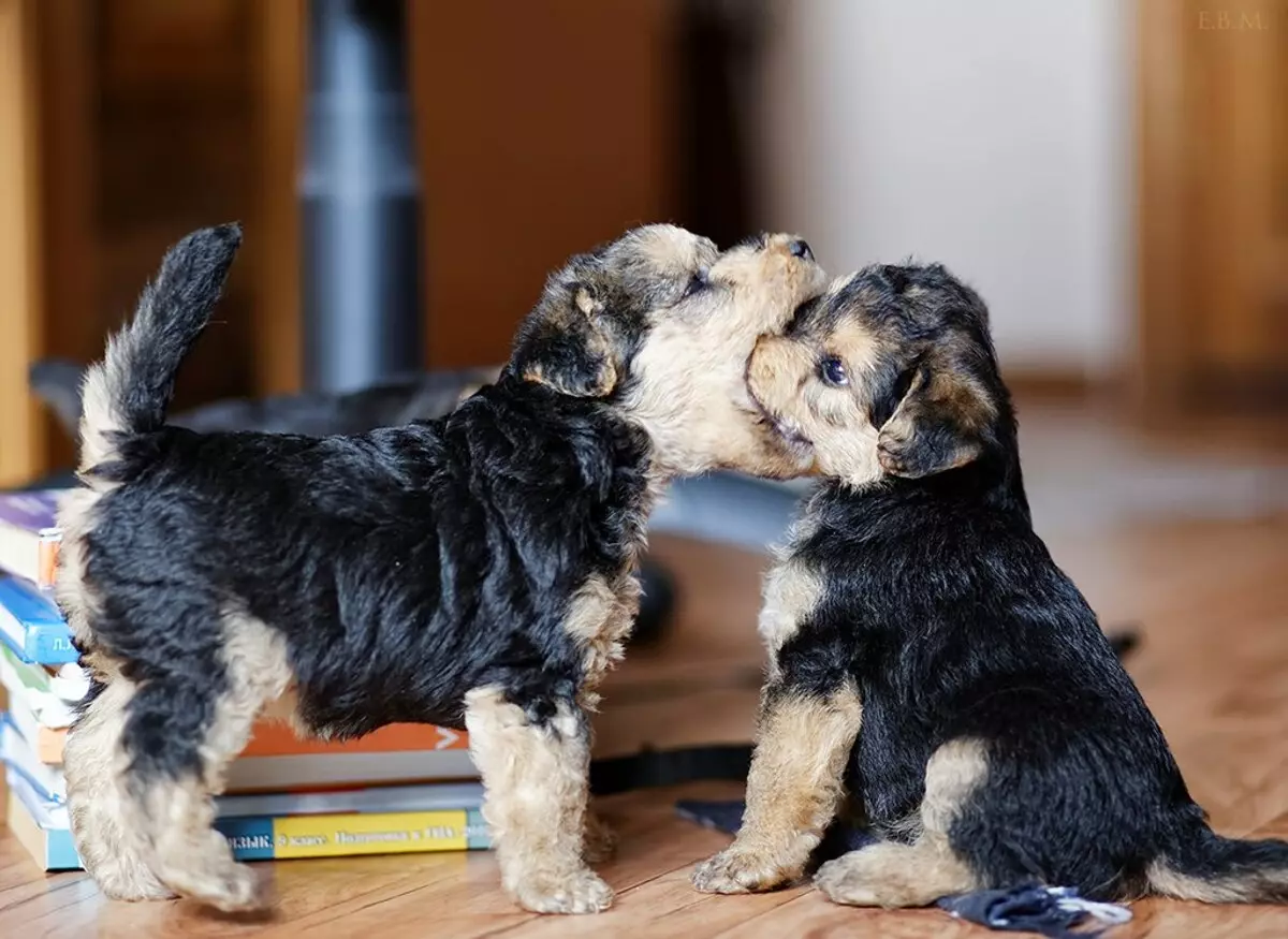 Lakeland Terrier (27 fotografija): Opis pasmine pasa, sadržaja i njege štenaca 23055_13