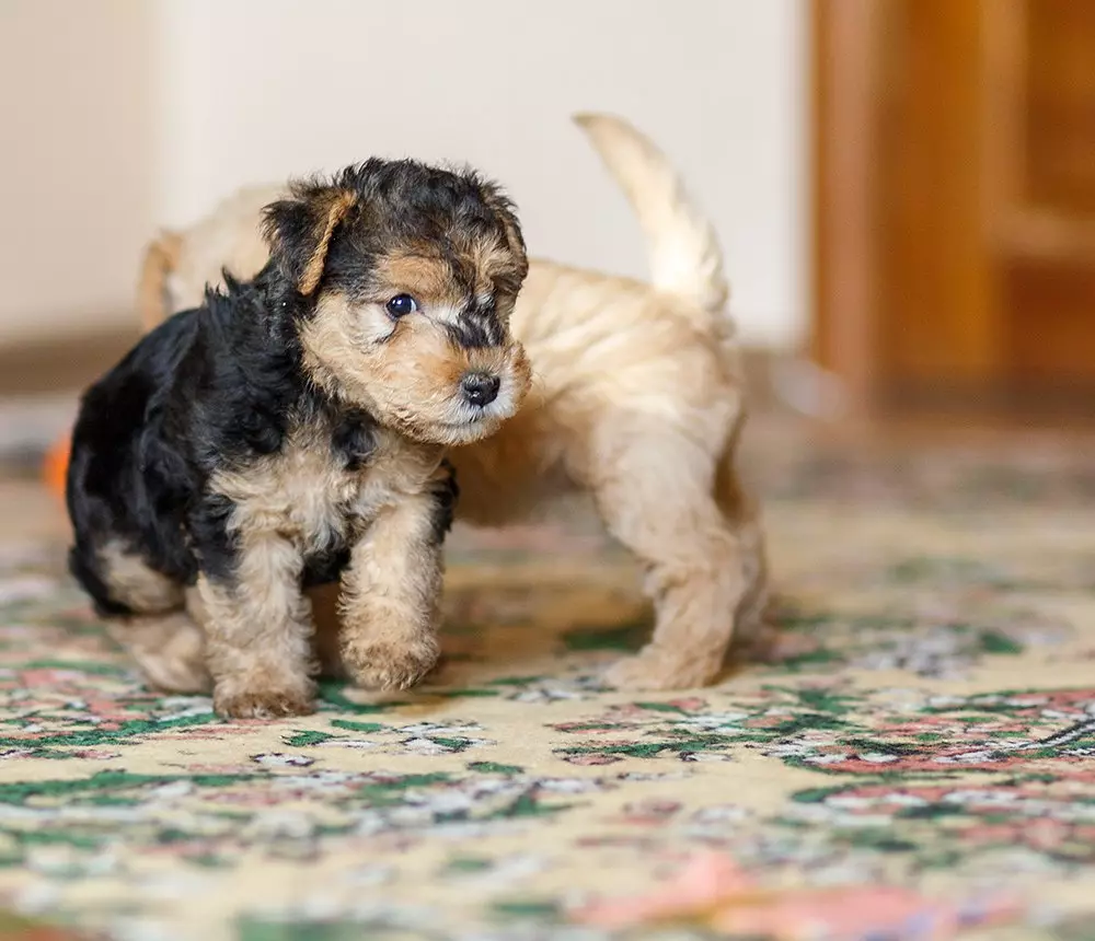 Takeland Terrier (27 Mga Litrato): paghulagway sa lahi sa mga iro, sulud ug pag-atiman sa mga tuta 23055_15