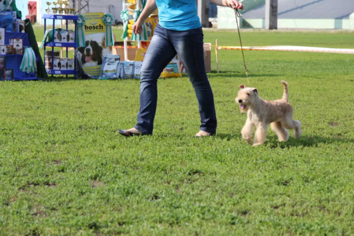 Lakeland Terrier (27 argazki): Txakurkumeen, edukien eta zainketen arrazaren deskribapena 23055_18