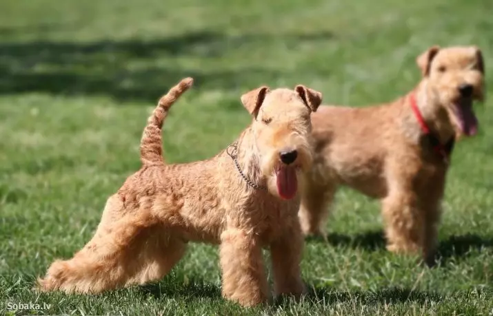 Lakeland Terrier (27 foto's): Beskrywing van die ras van honde, inhoud en versorging van die hondjies 23055_2