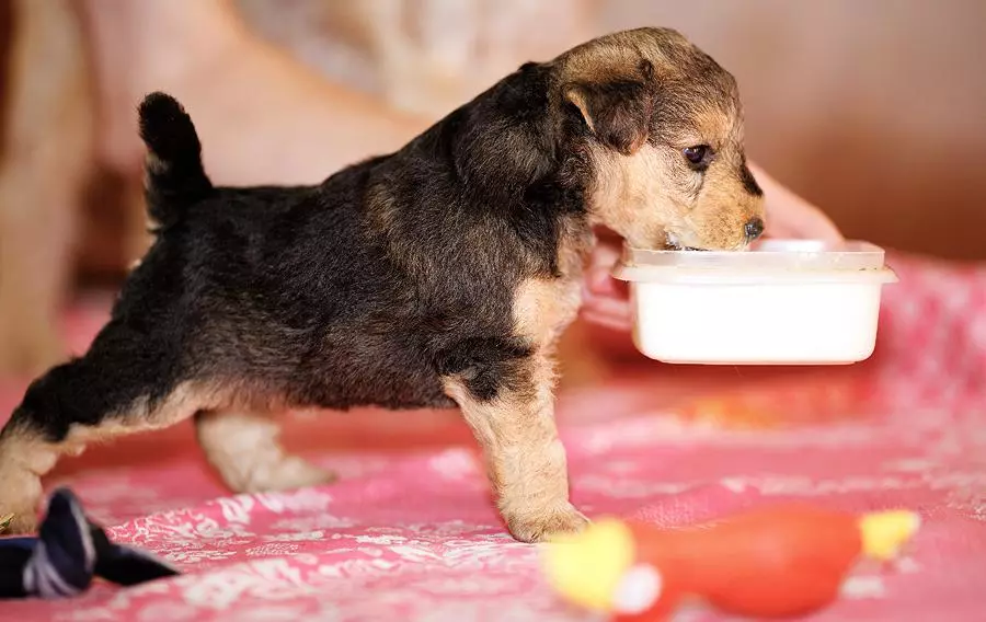 Takeland Terrier (27 Mga Litrato): paghulagway sa lahi sa mga iro, sulud ug pag-atiman sa mga tuta 23055_20