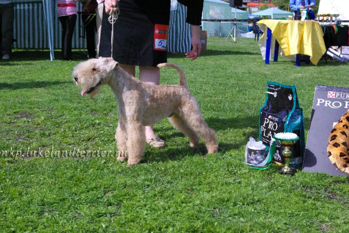 Lakeland Terrier (27 foto's): beschrijving van het ras van honden, inhoud en verzorging van pups 23055_21