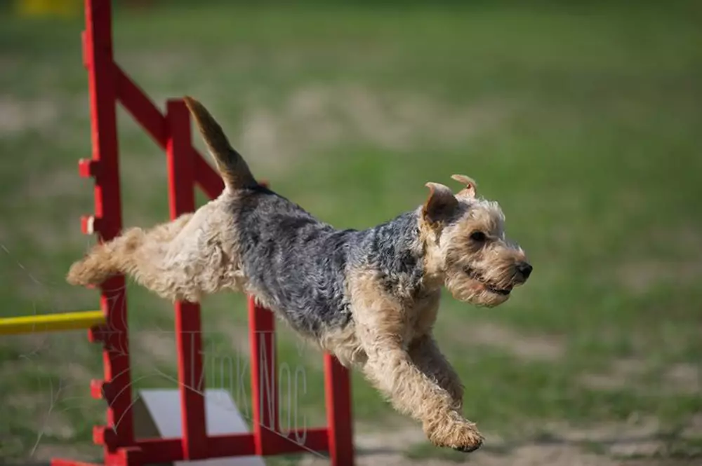 Lakeland Terrier (27 ta rasm): itlarning dorini, kuchukch va kuchukchalarning holati 23055_22