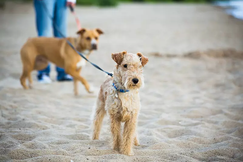 Lakeland Terrier (27 foto's): beschrijving van het ras van honden, inhoud en verzorging van pups 23055_23