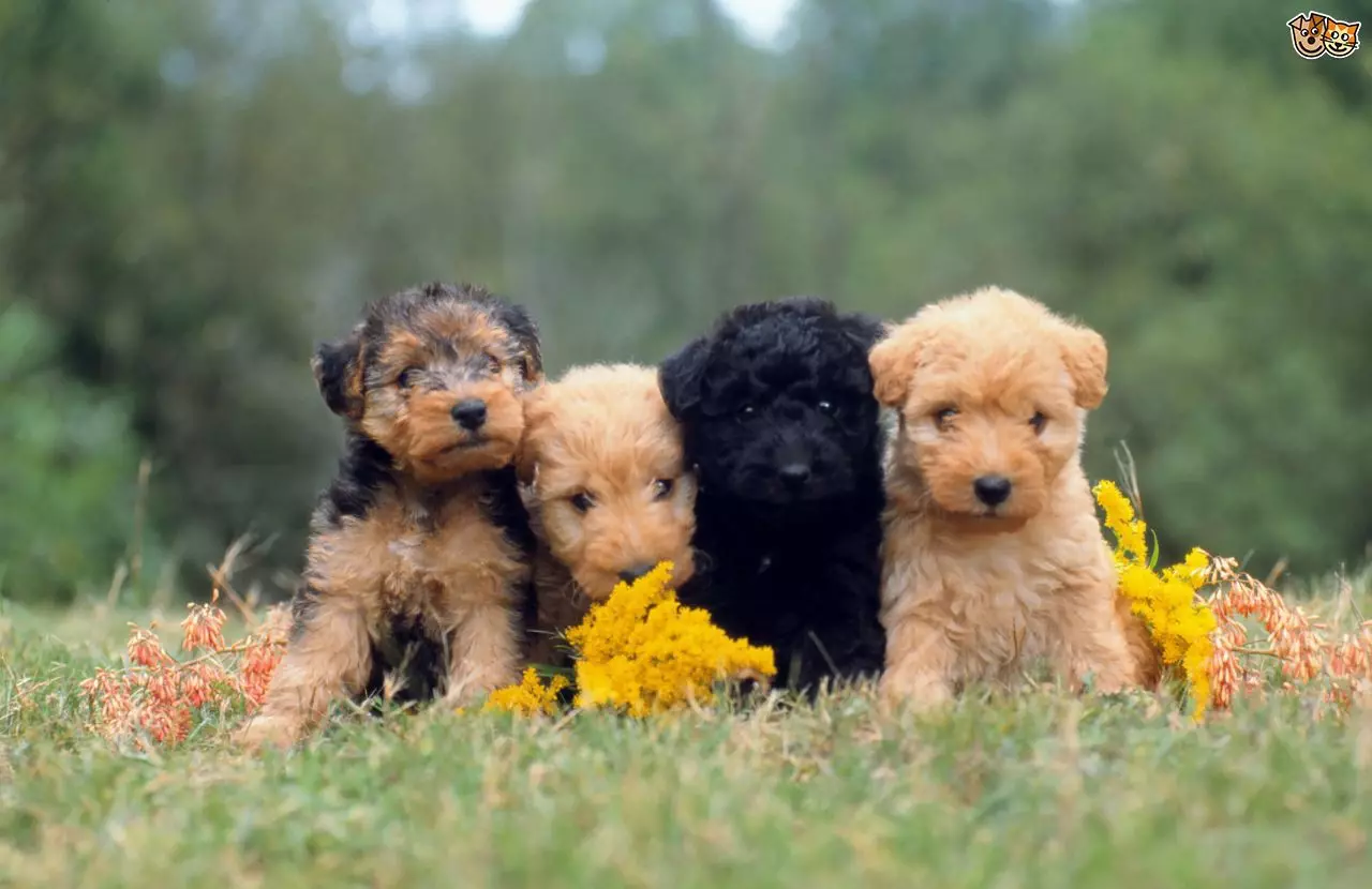 Lakeland Terrier (27 fotografii): Descrierea rasei de câini, conținut și îngrijire de cățeluși 23055_24