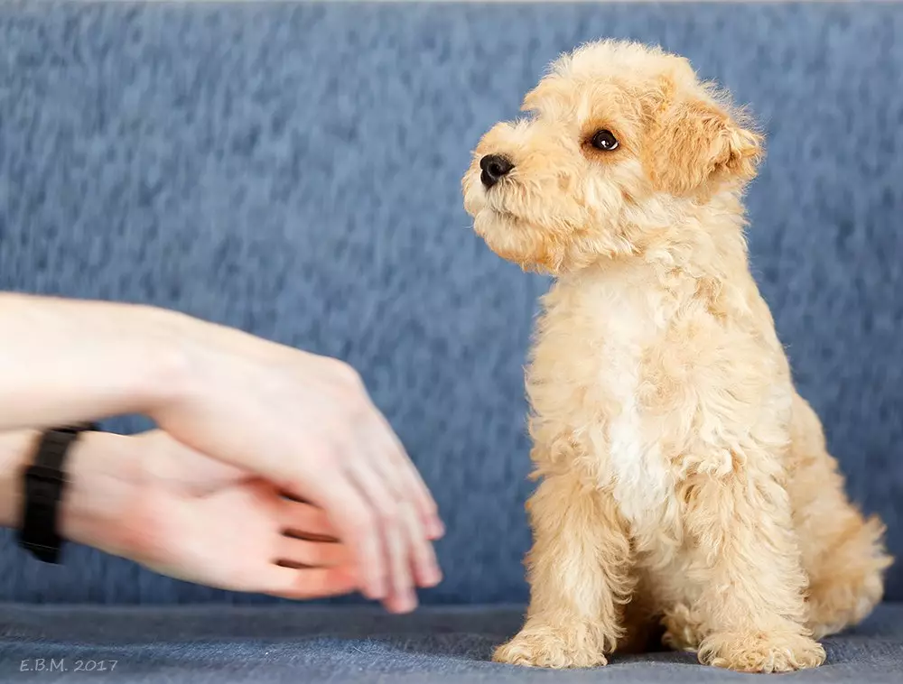 Lakeland Terrier (27 פאָטאָס): באַשרייַבונג פון די האָדעווען פון דאָגס, אינהאַלט און זאָרגן פון פּאַפּיז 23055_26