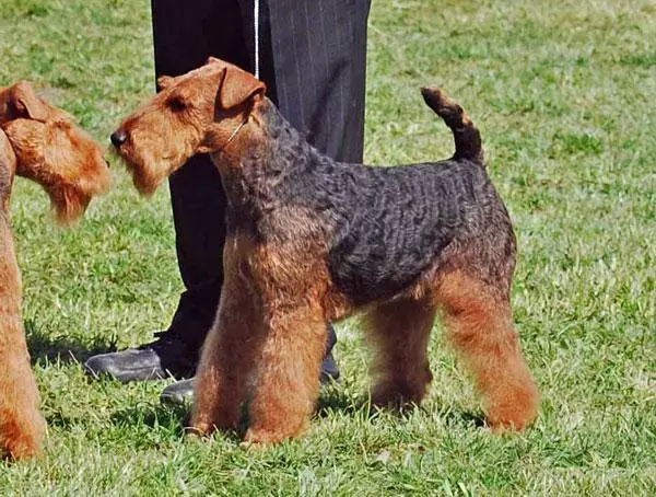 Lakeland Terrier (27 foto): Katerangan ti breed tina anjing, eusi jeung ngurus puppies 23055_27