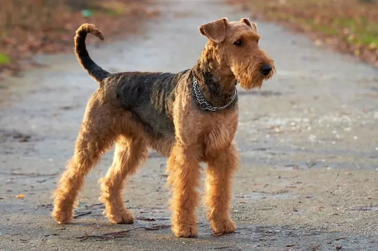 Lakeland Terrier (27 myndir): Lýsing á hundum, innihaldi og umönnun hvolpa 23055_4