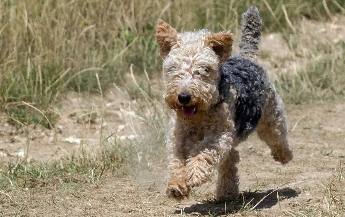 Lakeland Terrier (27 foto's): Beskrywing van die ras van honde, inhoud en versorging van die hondjies 23055_5