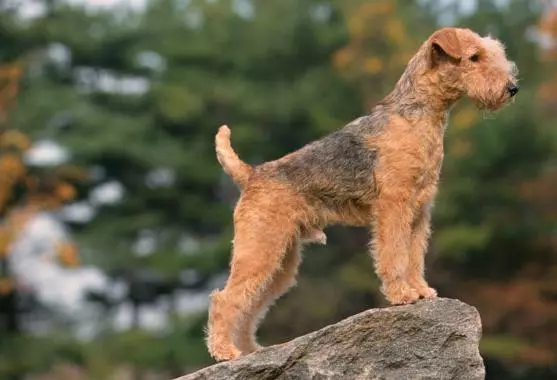 Lakeland Terrier (27 bilder): Beskrivning av hundras, innehåll och vård av valpar 23055_7