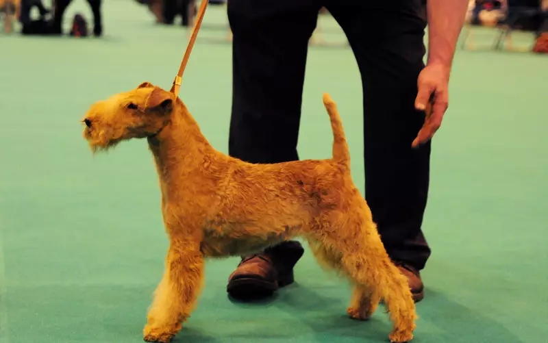 Lakeland Terrier (27 bilder): Beskrivelse av hunder, innhold og omsorg for valper 23055_8