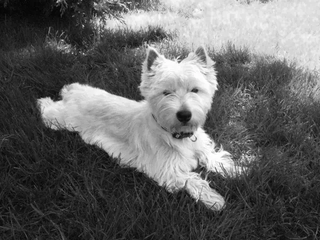 West Highland White Terrier (66 fotos): Descripción de los perros blancos, las ventajas y los menos de la raza. ¿Cómo elegir cachorros? Nutrición y carácter. Propiedad de la propiedad 23058_10