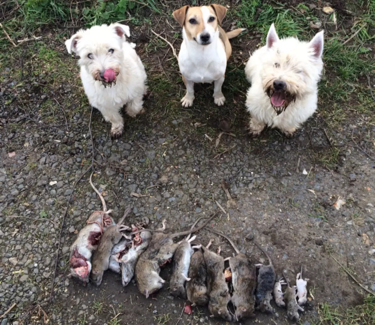 West Highland White Terrier (66 foto's): beskrywing van wit honde, plus punte en minuses van die ras. Hoe om hondjies te kies? Voeding en karakter. Eienaar se resensies 23058_11
