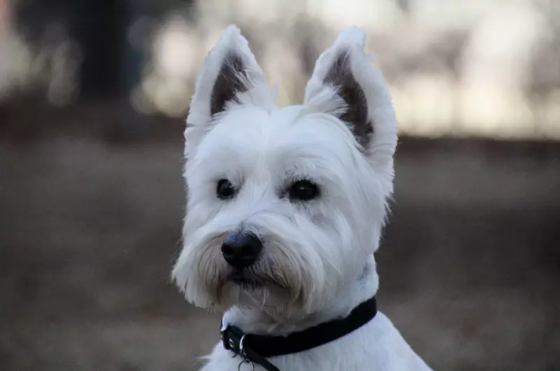 West Highland White Terrier (66 foto's): beschrijving van witte honden, plussen en minnen van het ras. Hoe u puppy's kiest? Voeding en karakter. Eigendom beoordelingen 23058_13