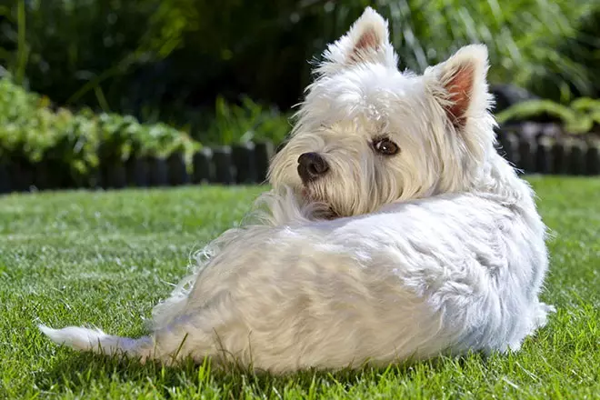 West Highland White Terrier (66 nuotraukos): baltųjų šunų aprašymas, pliusai ir veislės minusai. Kaip pasirinkti šuniukus? Mityba ir charakteris. Nuosavybės apžvalgos 23058_16
