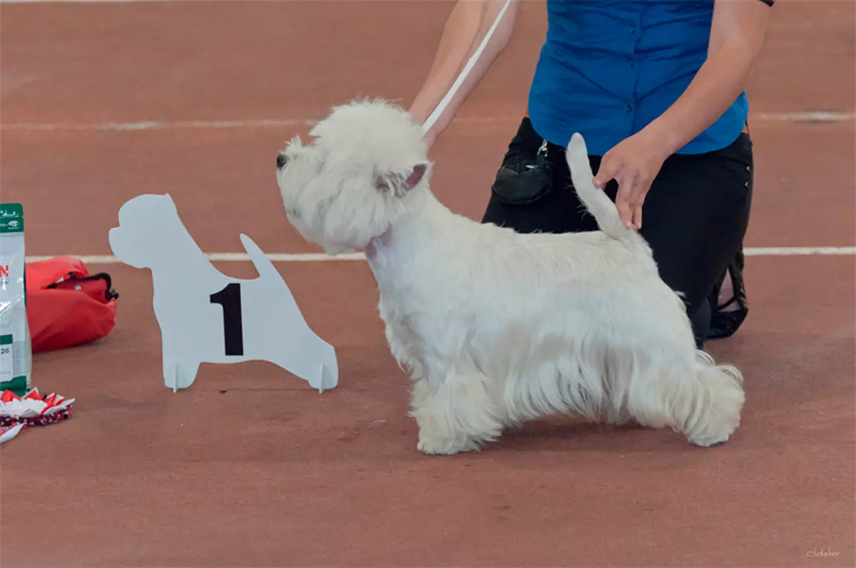 West Highland White Terrier（66枚の写真）：白い犬の説明品種の説明。子犬を選ぶ方法は？栄養とキャラクター。所有権のレビュー 23058_19