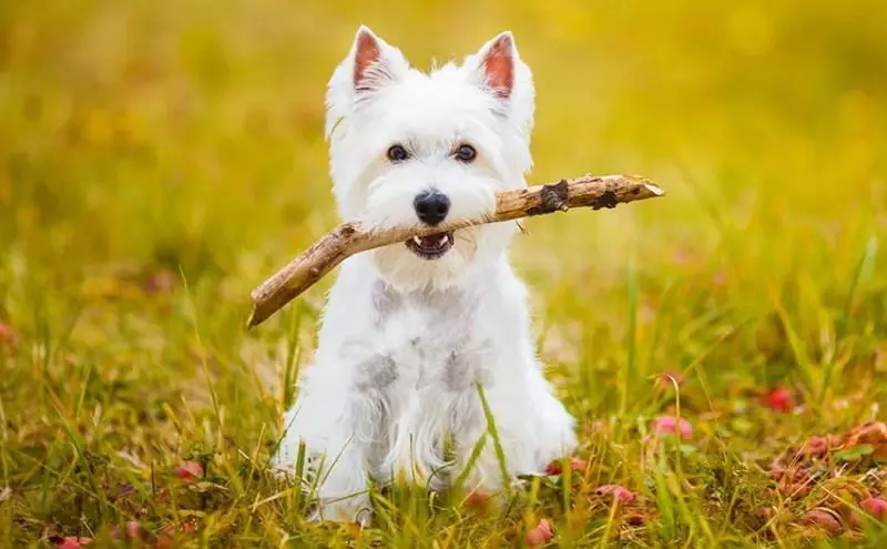 West Highland White Terrier (66 φωτογραφίες): Περιγραφή των λευκών σκύλων, των πλεονεκτημάτων και των μηνυμάτων της φυλής. Πώς να επιλέξετε κουτάβια; Διατροφή και χαρακτήρα. Κριτικές ιδιοκτησίας 23058_23