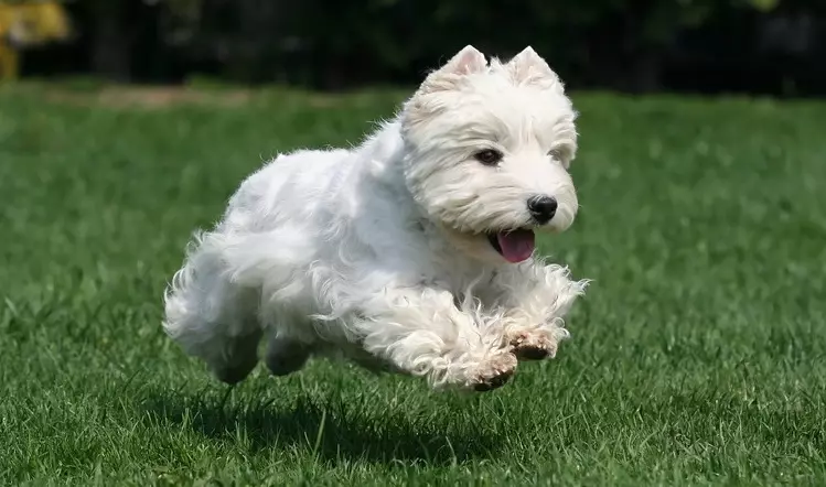 West Highland White Terrier (66 fotos): Descrição de cães brancos, vantagens e minuses da raça. Como escolher filhotes? Nutrição e caráter. Revisões de propriedade 23058_25