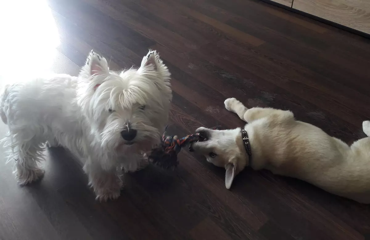 West Highland White Terrier (66 Sawirro): Sharaxaadda eeyaha cadaanka ah, fidiyo iyo miinooyinka taranka. Sidee loo doortaa eeyaha? Nafaqada iyo dabeecadda. Dib-u-eegista lahaanshaha 23058_27
