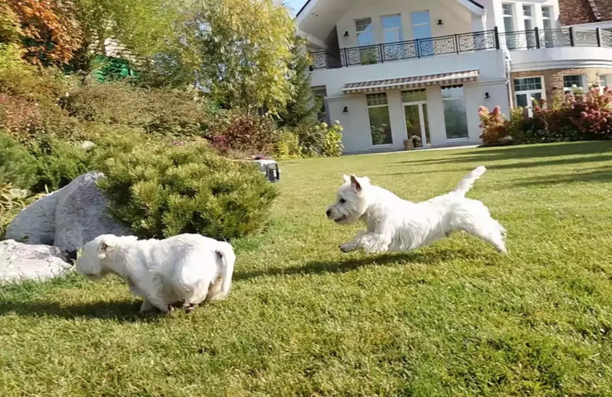 West Highland White Terrier（66枚の写真）：白い犬の説明品種の説明。子犬を選ぶ方法は？栄養とキャラクター。所有権のレビュー 23058_30