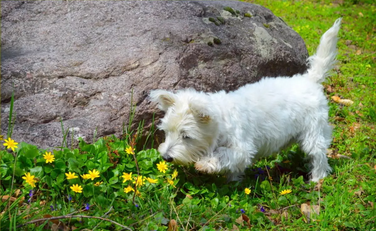 West Highland White Terrier (66 myndir): Lýsing á hvítum hundum, plús-merkjum og minuses af kyninu. Hvernig á að velja hvolpa? Næring og eðli. Eignarhald umsagnir 23058_31