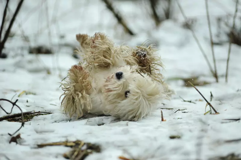 West Highland White Terrier (66 fotos): Descripción de los perros blancos, las ventajas y los menos de la raza. ¿Cómo elegir cachorros? Nutrición y carácter. Propiedad de la propiedad 23058_32