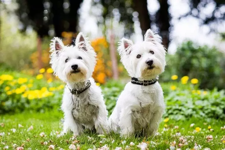 West Highland White Terrier (66 φωτογραφίες): Περιγραφή των λευκών σκύλων, των πλεονεκτημάτων και των μηνυμάτων της φυλής. Πώς να επιλέξετε κουτάβια; Διατροφή και χαρακτήρα. Κριτικές ιδιοκτησίας 23058_36
