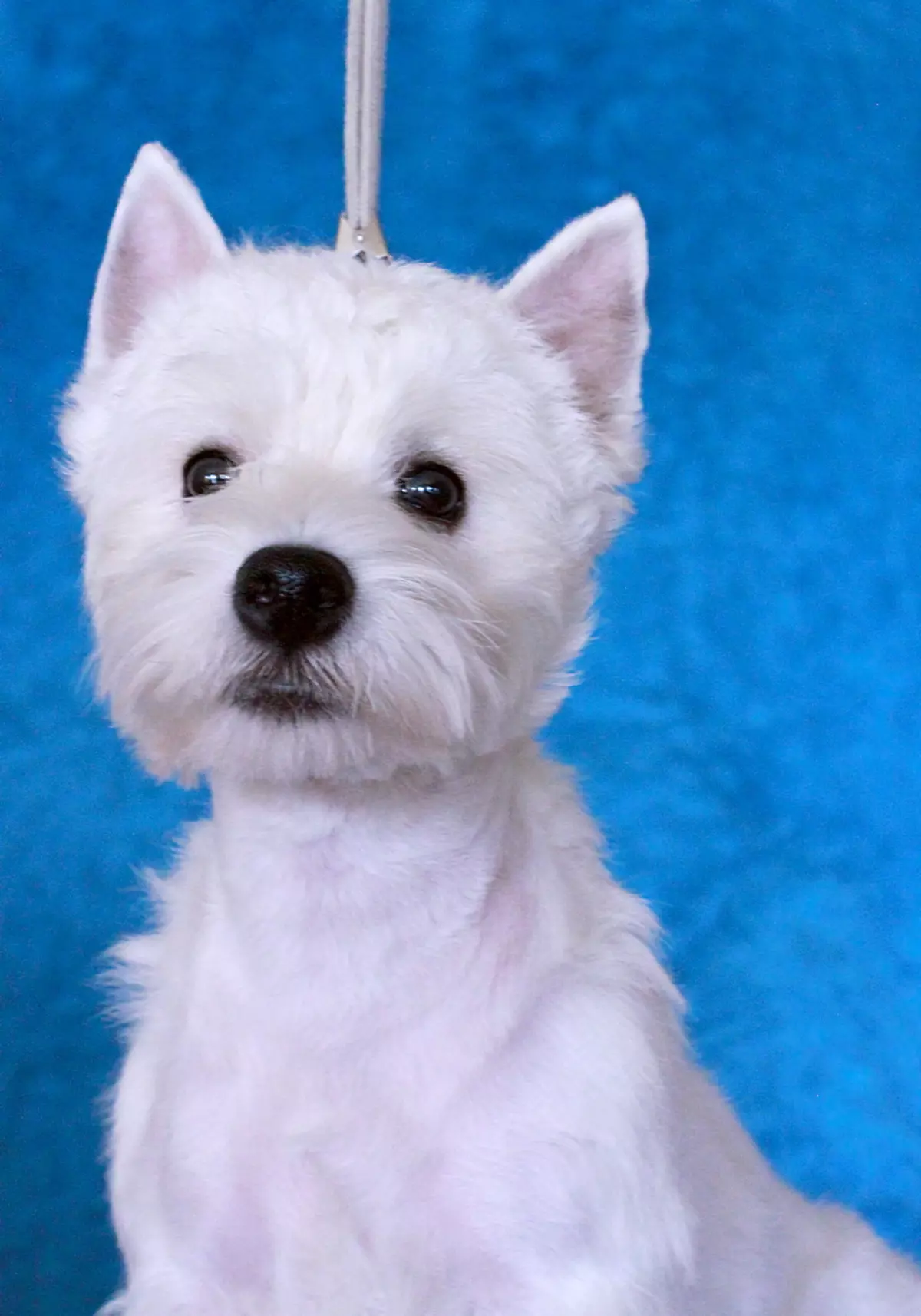 West Highland White Terrier (66 장의 사진) : 품종의 화이트 개, 플러스 및 빼기에 대한 설명. 강아지를 선택하는 방법? 영양 및 특성. 소유권 리뷰 23058_37