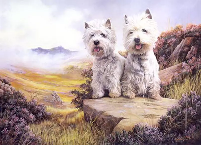 West Highland White Terrier (66 bilder): Beskrivning av vita hundar, plus och minus av rasen. Hur väljer du valpar? Näring och karaktär. Ägarrecensioner 23058_4