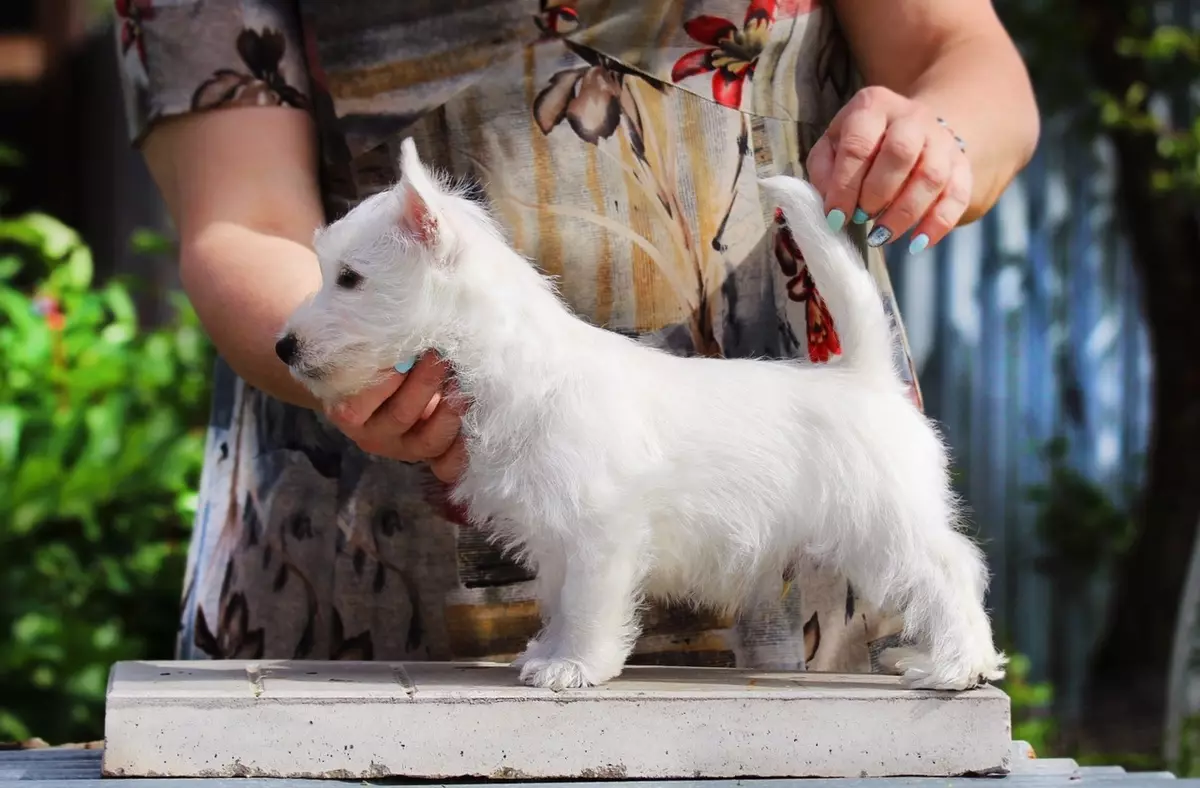 West Highland White Terrier (66 foto): Përshkrimi i qenve të bardhë, pluses dhe minuset e racës. Si të zgjidhni puppies? Të ushqyerit dhe karakterin. Shqyrtimet e pronësisë 23058_40