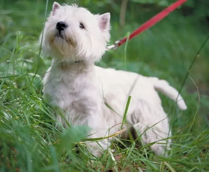 West Highland White Terrier (66 bilder): Beskrivning av vita hundar, plus och minus av rasen. Hur väljer du valpar? Näring och karaktär. Ägarrecensioner 23058_44