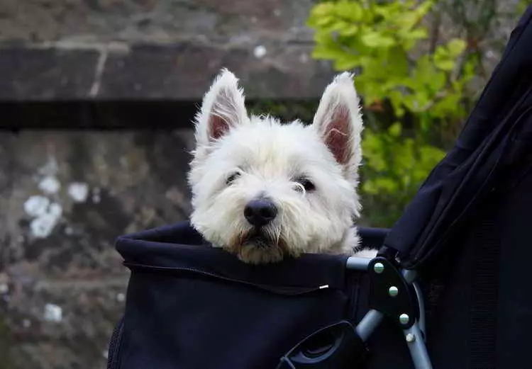 West Highland White Terrier (66 fotos): Descrición de cans brancos, vantaxes e mínimos da raza. Como elixir cachorros? Nutrición e carácter. Revisións de propiedade 23058_46