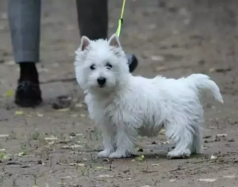 West Highland White Terrier (66 fotografii): Descrierea câinilor albi, pluses și minusuri ale rasei. Cum de a alege puii? Nutriție și caracter. Recenzii de proprietate 23058_47
