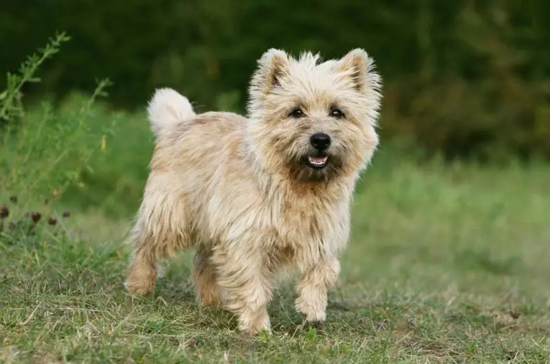 West Highland White Terrier (66 foto's): beschrijving van witte honden, plussen en minnen van het ras. Hoe u puppy's kiest? Voeding en karakter. Eigendom beoordelingen 23058_5