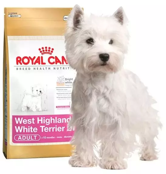 West Highland Սպիտակ տերիեր (66 լուսանկար) նկարագրությունը սպիտակ շների, առավելությունների եւ թերությունների մասին ցեղի. Ինչպես ընտրել puppies. Սնուցում եւ բնավորությունը. Սեփականության ակնարկներ 23058_58