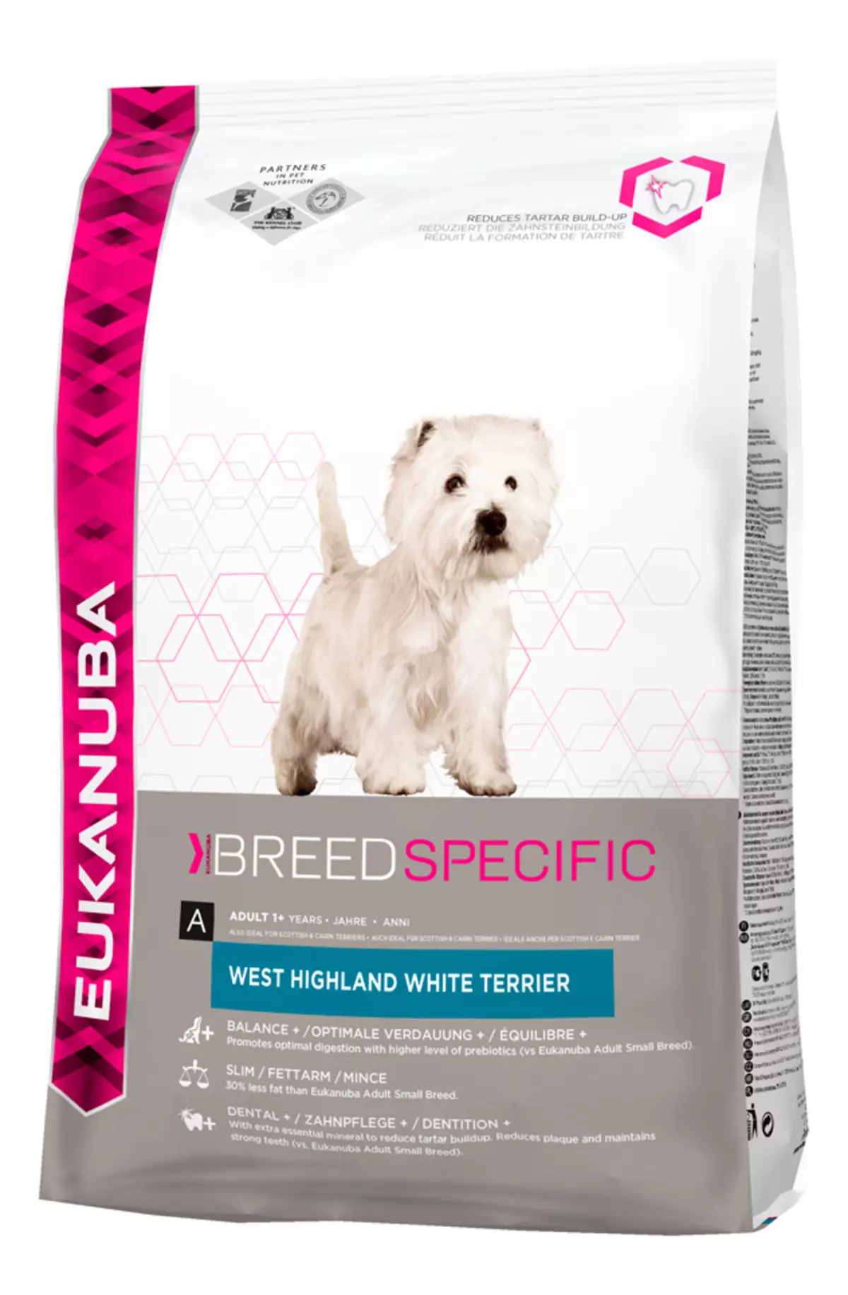 West Highland White Terrier (66 gambar): Perihalan anjing putih, plus dan minus baka. Bagaimana untuk memilih anak anjing? Pemakanan dan watak. Ulasan Pemilikan 23058_59