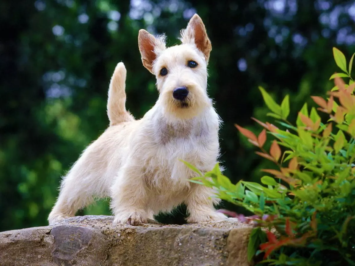 West Highland White Terrier (66 foto): Përshkrimi i qenve të bardhë, pluses dhe minuset e racës. Si të zgjidhni puppies? Të ushqyerit dhe karakterin. Shqyrtimet e pronësisë 23058_6